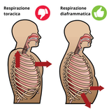 illustrazione-respirazione-toracica-e-diaframmatica